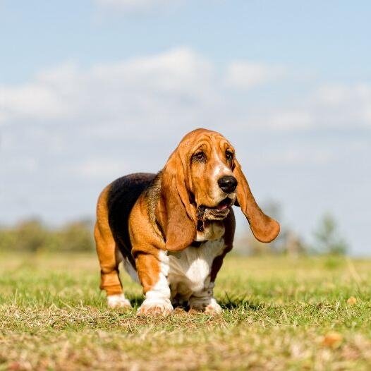 Are Basset Hounds Easy To Train